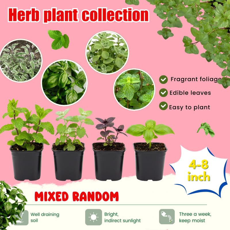 Set 4 Assorted Herb Live Plants, Fragrant and Edible Herbs Packs (Lemon Balm, Mint, Basil, Rosemary and Other Herb Varieties), Well Rooted 4-6'' Tall