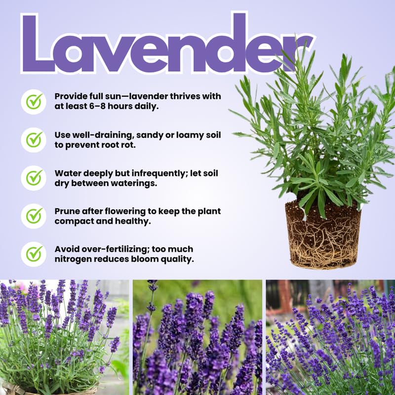 Set 2 Provence Lavender Plants Live, Fragrant Lavender Herb Plant for Border and Container Growing, Perennial Lavenders Plugs 3-5'' Tall