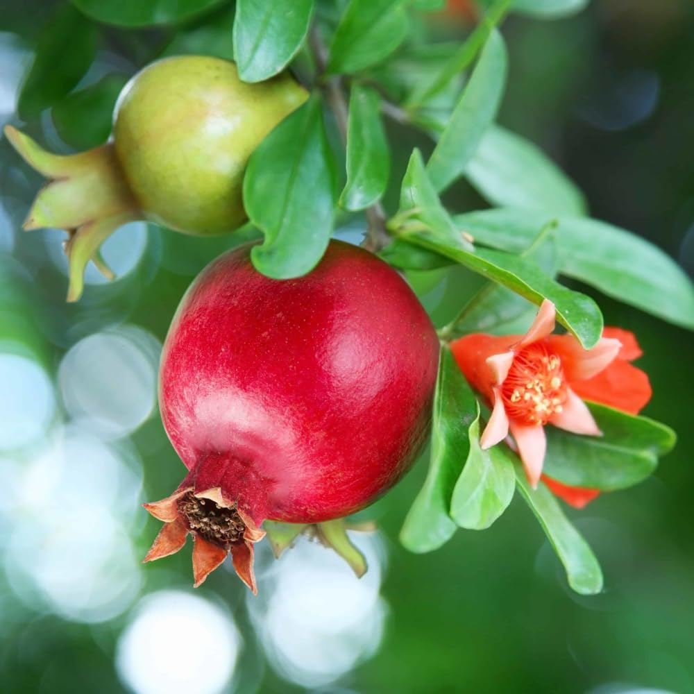 Pomegranate Tree Live Plant 2-3 Feet Tall in 3 Gallon Pot, Hardy Red Fruit Tree for Garden and Landscape Planting, No Ship to CA