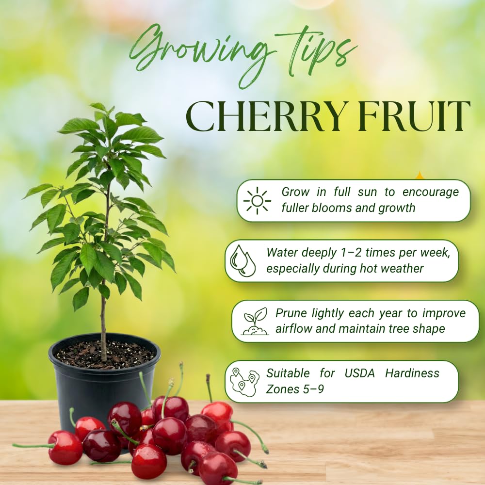 Cherry Trees Live Plants, Heavy Bearing Cherry Tree, Well Rooted in 3 Gallon Pot, 3-4 Feet Tall, Hardy Cherry Fruit Tree Live Plant for Outdoor Garden, No Ship to CA
