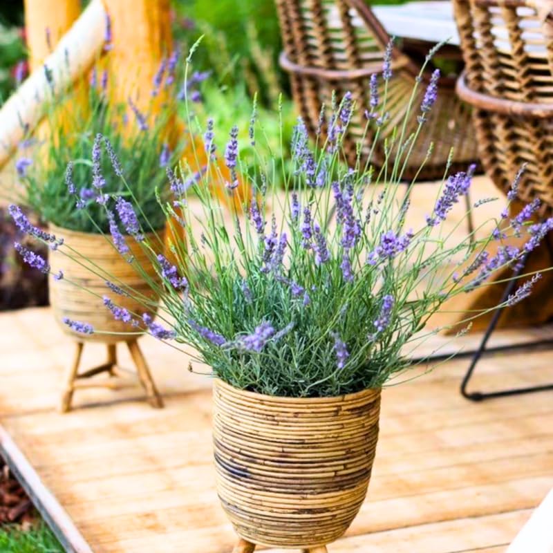 Pack 4 Phenomenal Lavender Plants Live, 4–8" Tall, Fragrant Lavender Flower Lavandula Perennial Well-Rooted, No Pot