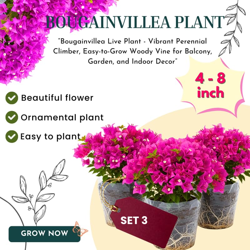 3 Deep Purple Bougainvillea Plants Live, 4-8” Tall Flowering Bougainvillea Vines, Tropical Climbing Plants for Garden or Containers, No Pot