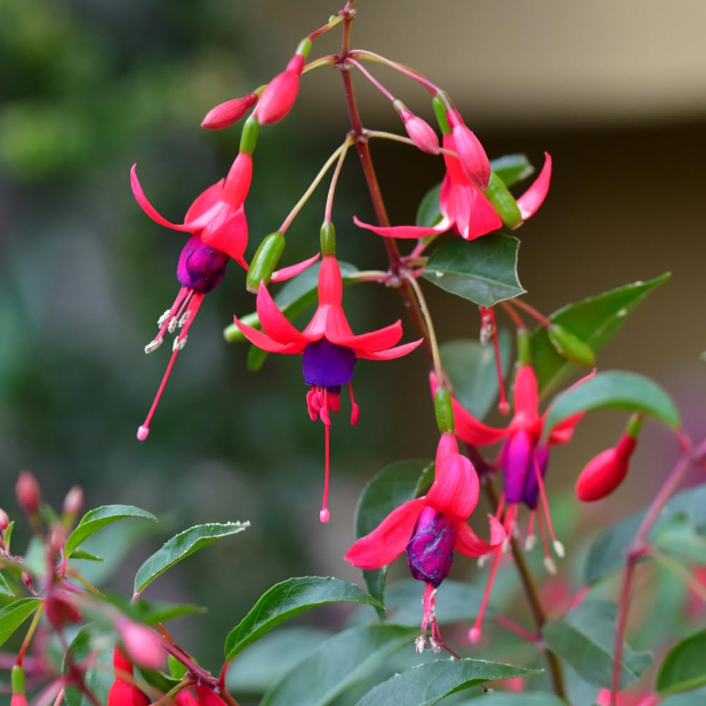 2 Fuchsia Plants, Live Fragrant Fuchsia Flower Bush Shrub, 3-6 Inches Tall (Purple Red)