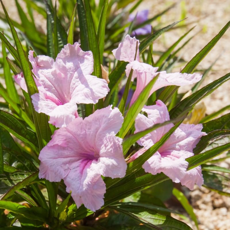 6 Dwarf Pink Mexican Petunia Plants Live, 4-7 Inches Tall, Hardy Perennial Flowers