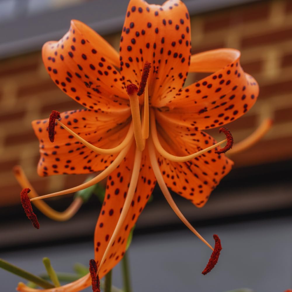10 Tiger Lilies Bulbs for Planting, Turks Cap Lily Bulbs, Perennial Flower Bulb