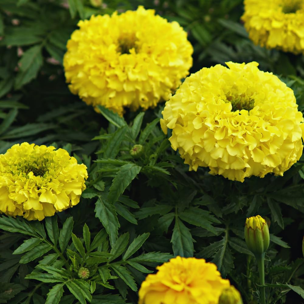 3 Mix Marigold Plants Live, 5 to 8 Inc Live Marigold Flower Plants