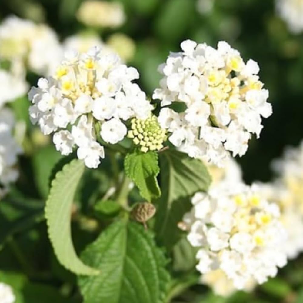 Pack 4 Lantana Plants Live for Planting, Trailing Live Plants 4-9 Inch Tall, Perennial Lantanas Flowers Indoor Outdoor (White Lantana)