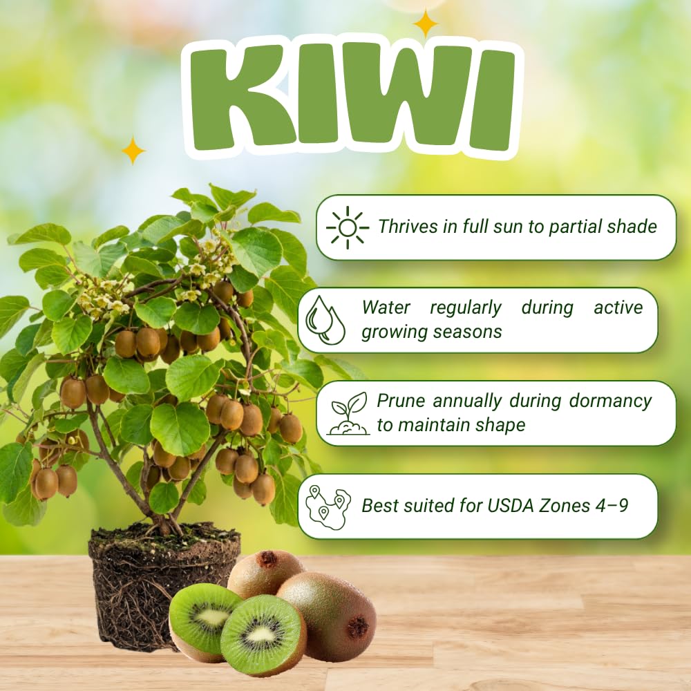 Male Hardy Kiwi Live Plant, Fruit Vine, 4-8 Inch Tall