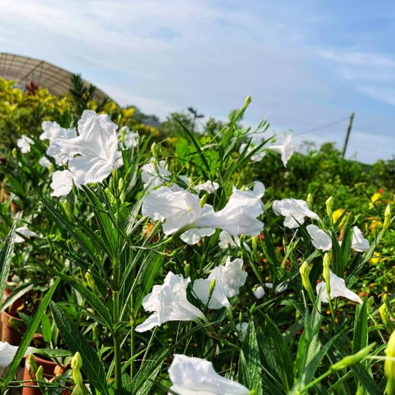 6 White Mexican Petunia Plants Live, 4-7 Inches Tall, Hardy Perennial Flowers