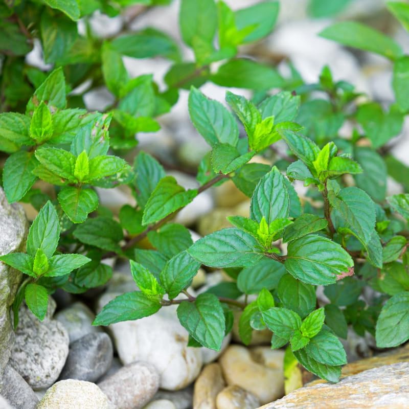 Pack 6 Chocolate Mint Plants Live, Culinary Herb Plants, 4-6 Inch Tall, No Pot, Mint Live Well-Rooted
