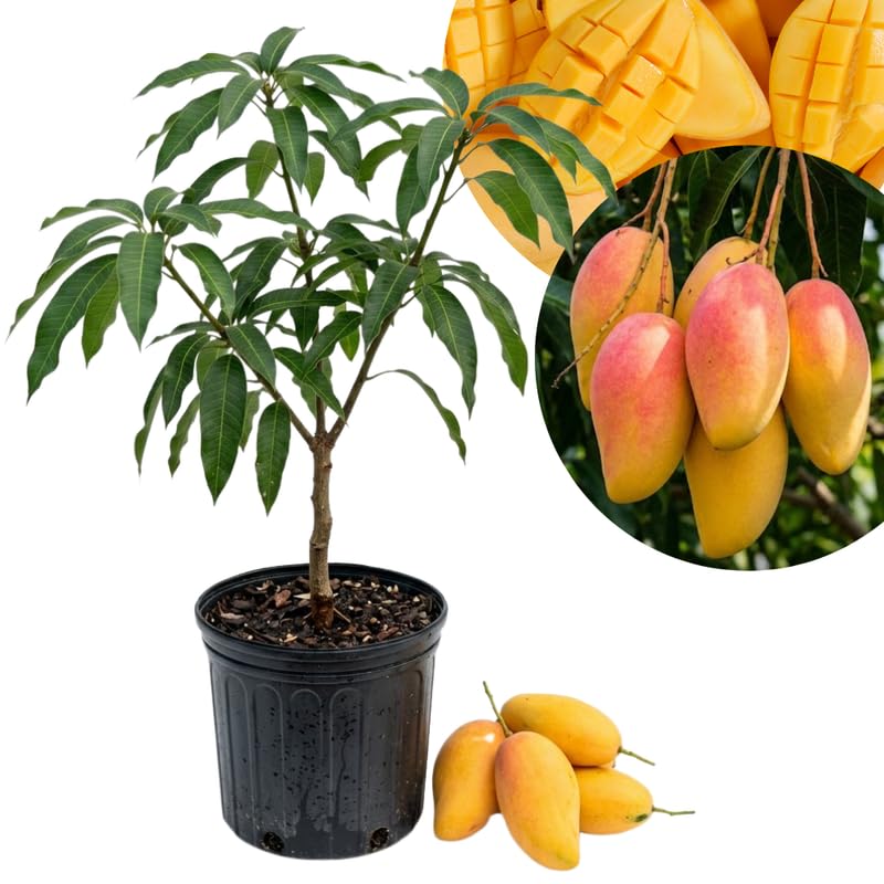 Golden Mango Tree Live Plant, Tropical Mango Fruit Tree, Fully Rooted in 3 Gallon Pot, 2 to 3 Feet Tall for Outdoor Gardening, No Ship to CA