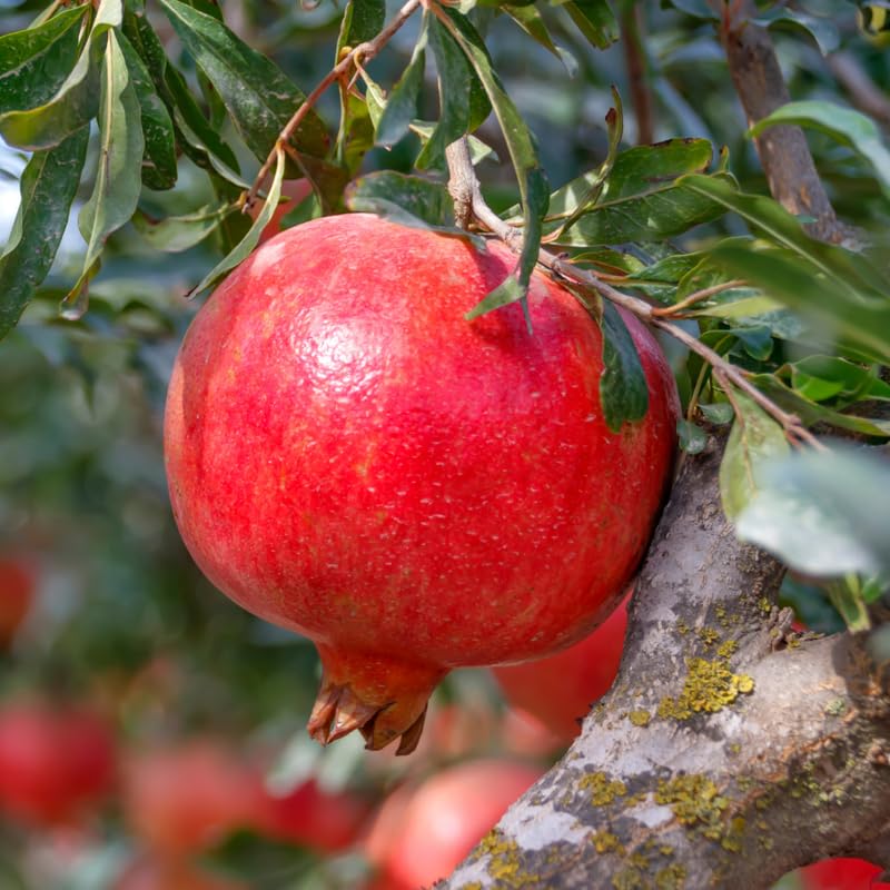Pomegranate Tree, 1-2 Ft Tall in 1 Gallon Pot - Sweet Pomegranate Fruit Tree for Outdoor Garden, Patio and Container Growing, No Ship to CA