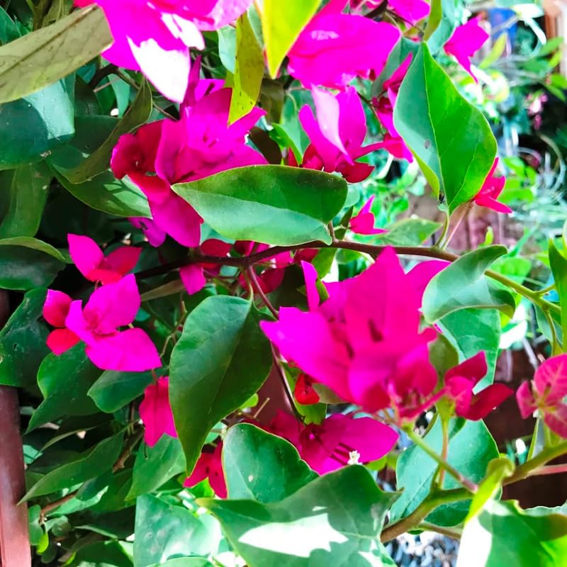 3 Deep Pink Bougainvillea Plants Live, 4-8” Tall Well-Rooted Bougainvillea Vine Flower Plants, Tropical Climbing Plants, No Pot