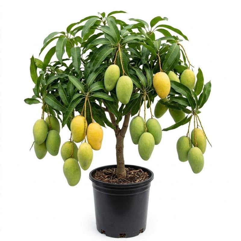 Grafted Bright Yellow Mango Live Tree Plant, 2-3 Feet Tall, Mango Fruit Plant in 3 Gallon Pot for Garden and Container Growing, No Ship to CA