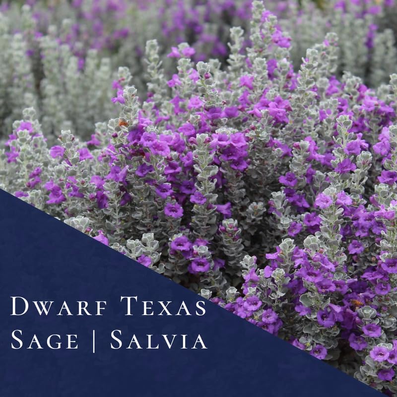 Sets 4 Dwarf Texas Salvia Sage Plants Live for Spring Planting, Size 4-6" in Tall, Fast-Growing and Quick Flower, Perennial Fragrant Shrubs Bush