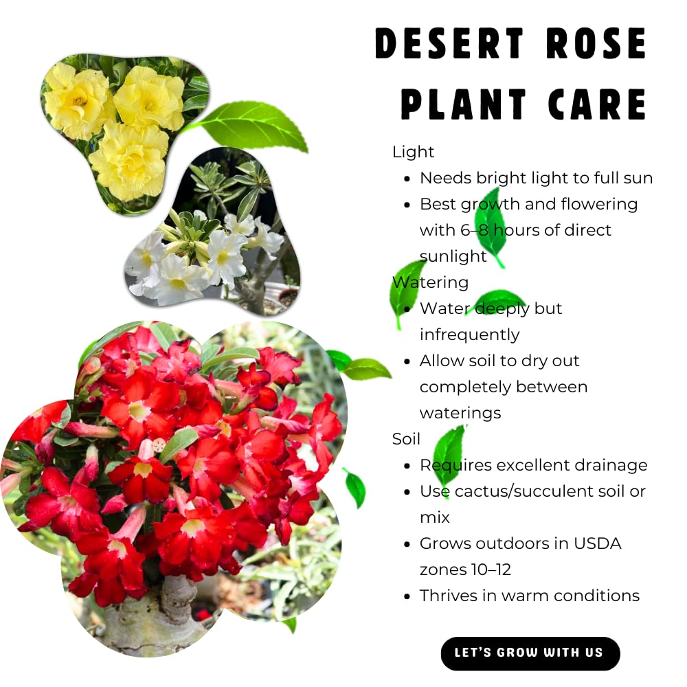3 Mixed Desert Rose Plants Live, Adenium Obesum Desert Rose Succulent Live Plants, 4-8 Inches Tall, Flowering Cactus