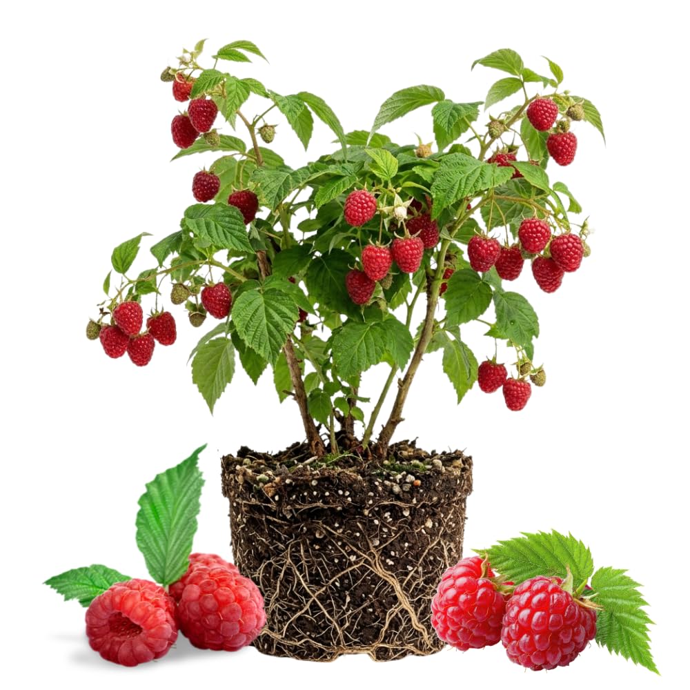 Red Live Raspberry Plant, Outdoor Garden Berry Plant, 4-8 Inch Tall