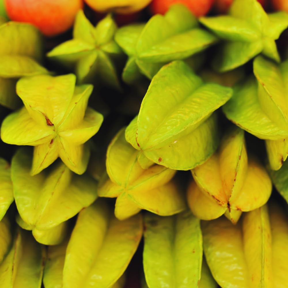 Carambola Tree Plant, Star Fruit Tree, Carambola Fruit Tree, Starfruit Plant, 2 to 3 Feet in Tall, 3 Gallon Pot