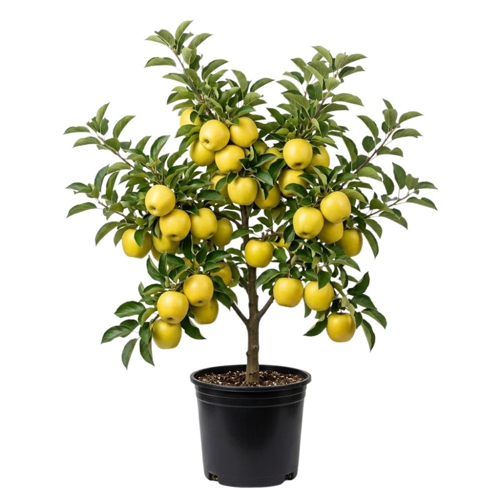 Golden Apple Trees Live Plants 3-4 Feet Tall, Sweet Apple Fruit Plants Live 3 Gallon Pot, Hardy Fruit Trees for Planting, No Ship to CA