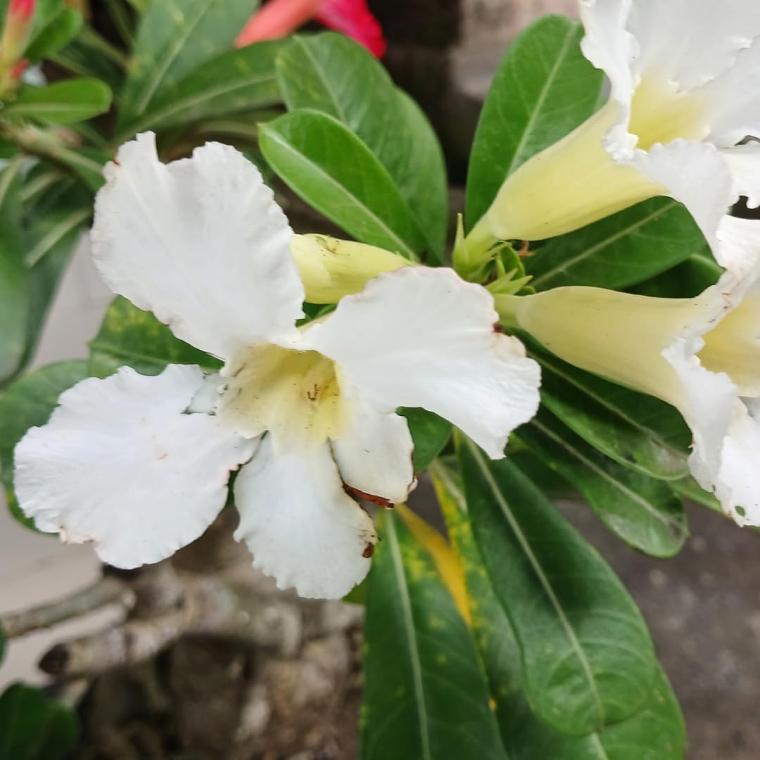 Live Desert Rose Plant, Adenium Obesum Desert Rose, Flowering Succulent, 4-7 Inches Tall for Indoor or Outdoor Planting (White Desert Rose)