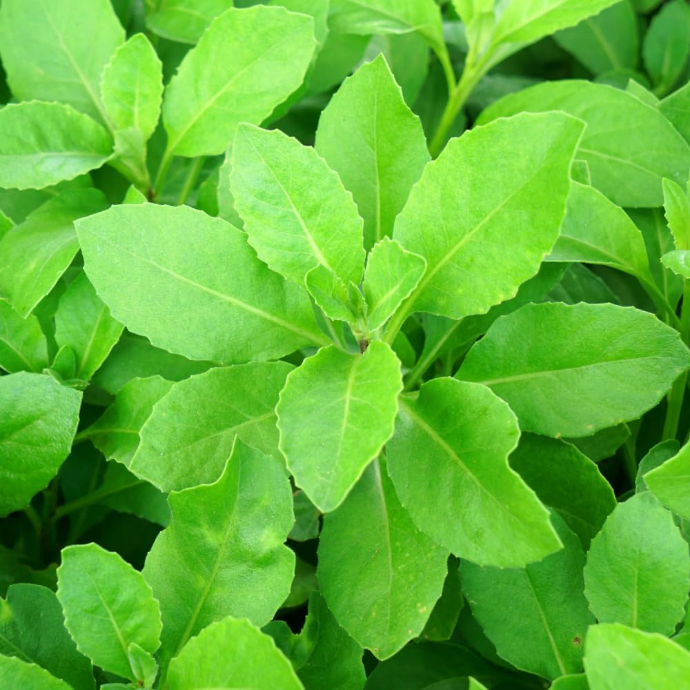 Set 2 Longevity Spinach Plants Live, Longevity Spinach Starter Plant, 4 to 6 Inches Tall, Vegetable for Indoor Outdoor Growing