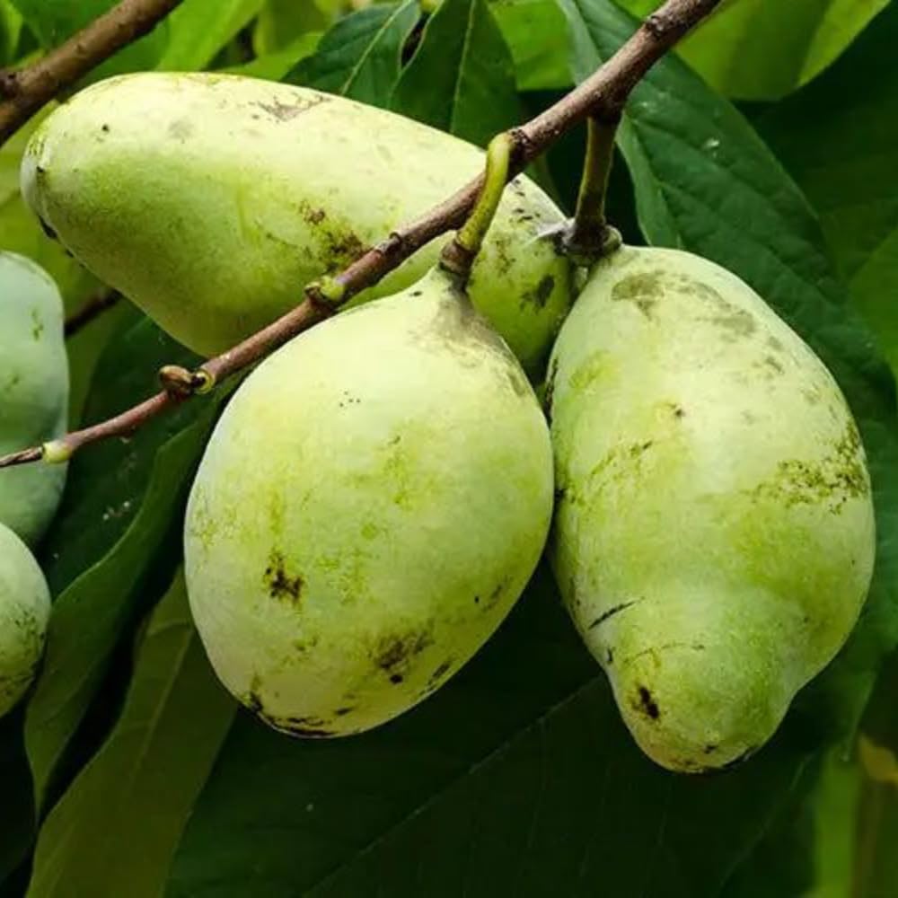 Pawpaw Tree, Paw Paw Plant, Cold-Hardy Fruit Tree for Home Orchard Outdoor, 6-15 Inch Height, in Quart Pot
