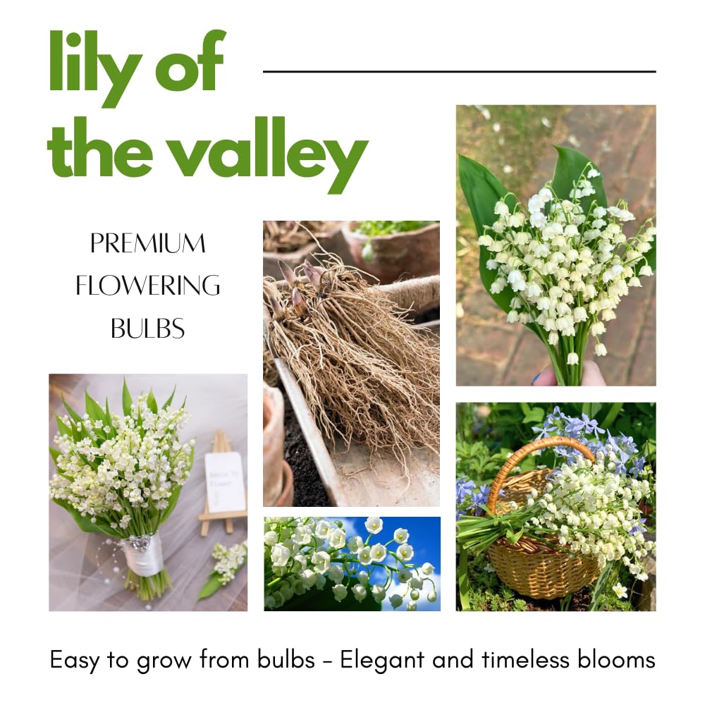10 Large Lily of The Valley Roots for Planting, Perennial Sweet Fragrant White Flower, Zones 2 to 9, Cold Hardy