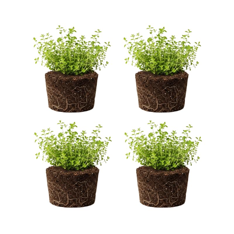 4 Oregano Plants Live, Well Rooted Herbs Starter 4-8 Inches, Versatile Garden or Patio Plants for Planting