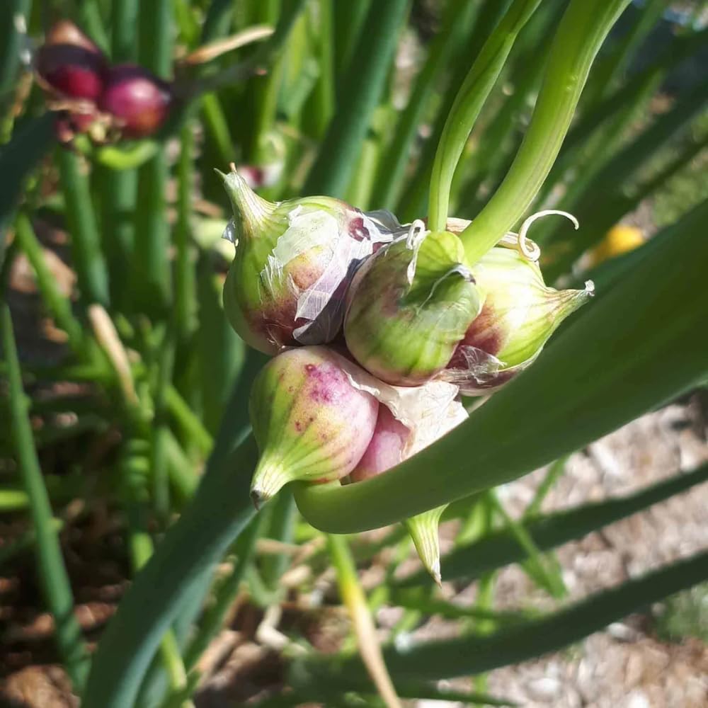 10 Walking Onion Bulbs to Plant, Outdoor Garden Vegetable