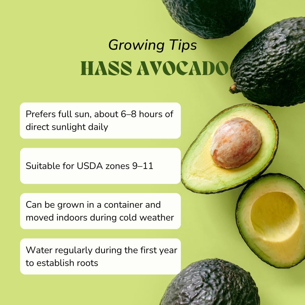 HASS Avocado Tree Live Plant, Avocado Plants Live in 3 Gallon Pot, Zones 9-11, Cold Hardy Fruit Tree for Outdoor Growing