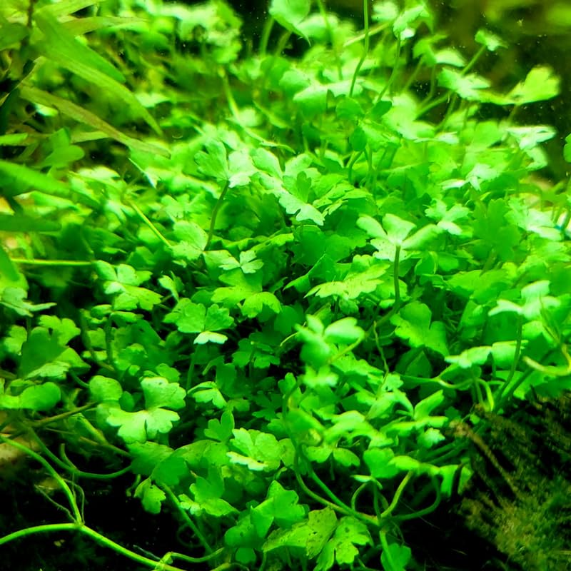 5-7 Japanese Dwarf Pennywort Aquarium Plant Live Stems, Japanese Dwarf Pennywort Aquarium Plant Live, Aquarium Plant Live, Red Ludwigia Live Aquarium Plants