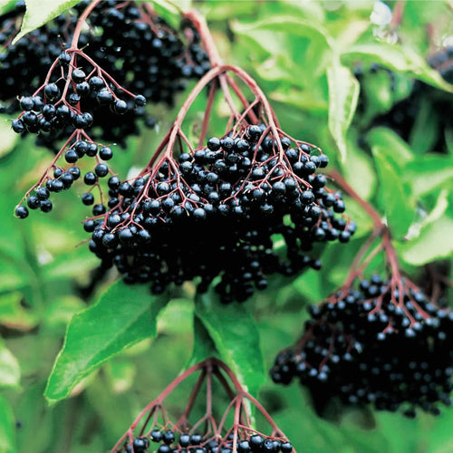 3 Black Elderberry Plants Live, 6-12 Inch Tall, American Elderberry Bush Live Plant, Sweet Elderberries Fruit