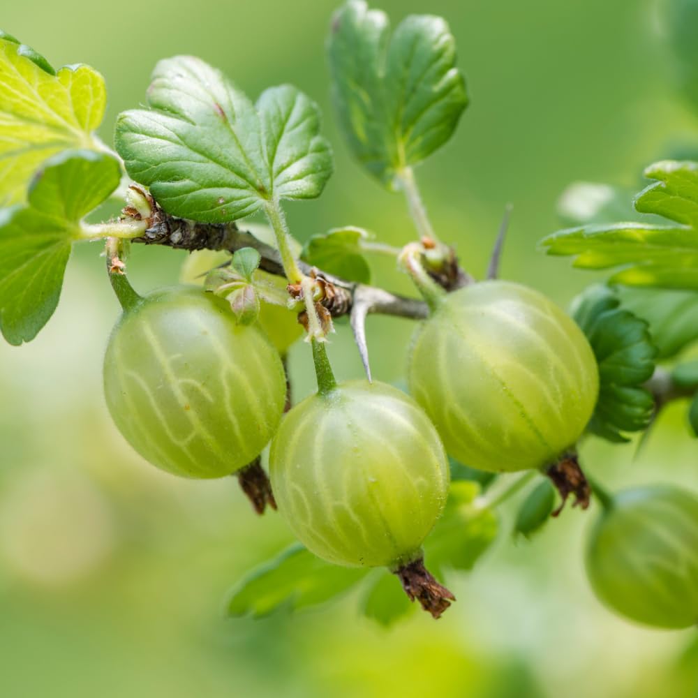 Sweet Gooseberry Plant Live, Gooseberry Bush, 4-6 Inch Tall