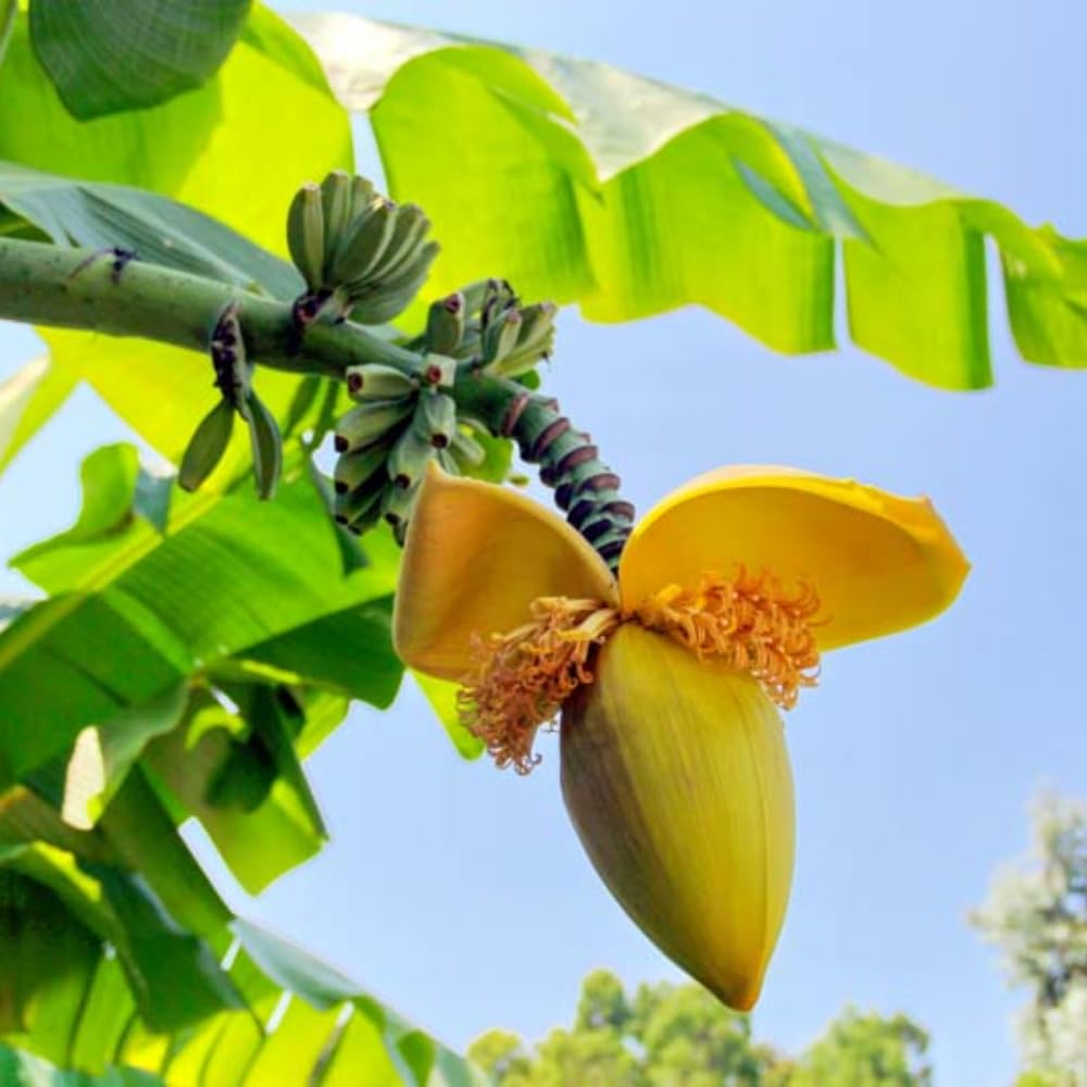 Basjoo Banana Tree Live Plant, Banana Fruit Plant Well Rooted, 5 to 7 Inch Tall, No Pot