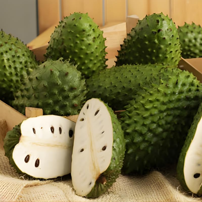 Soursop Tree Live Plant for Planting, Soursop Live Plant, 24-30 Inches Tall in 1 Gallon Pot, No Ship to CA