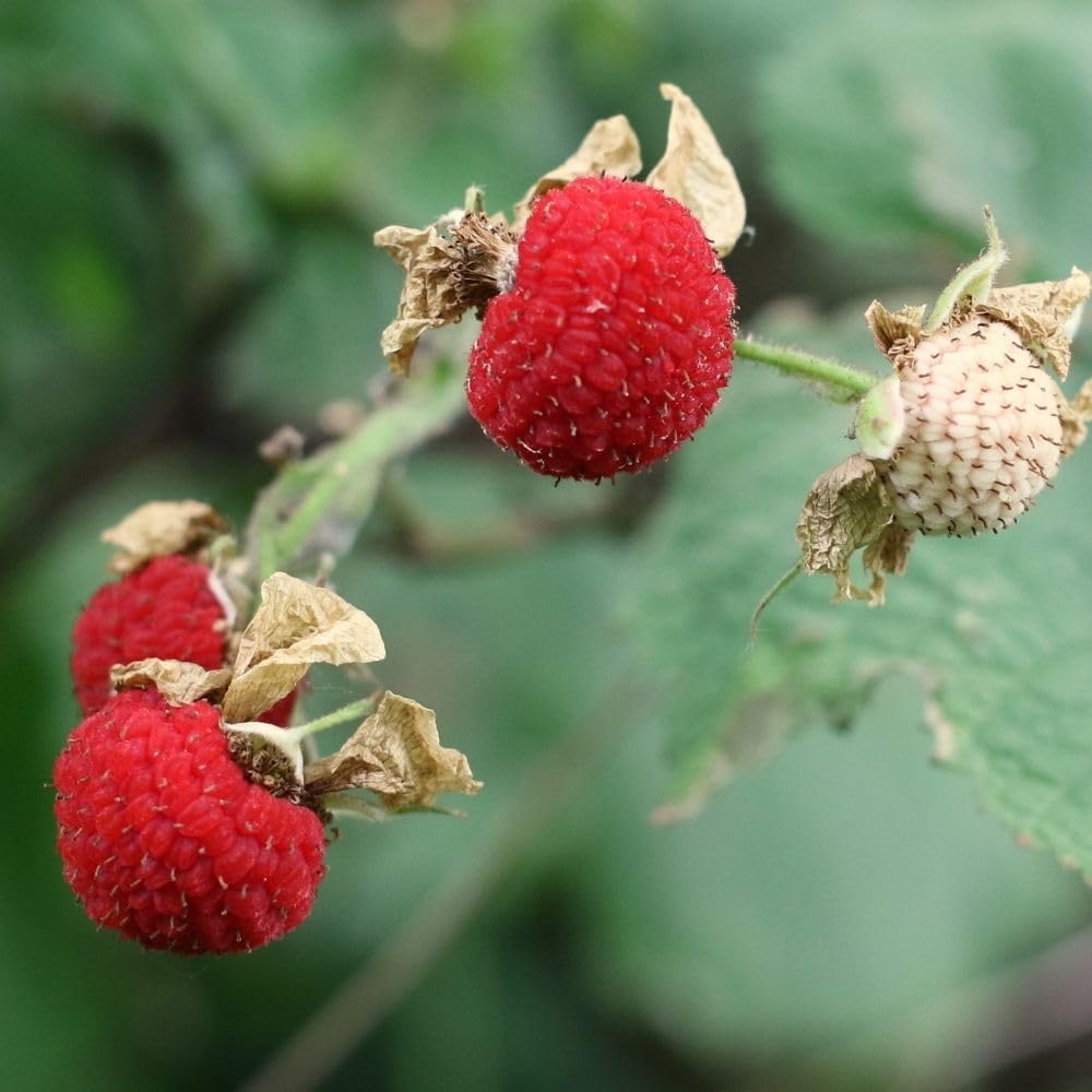 Thimbleberry Live Plant, 4-8 Inch Tall Red Sweet Berry Bush