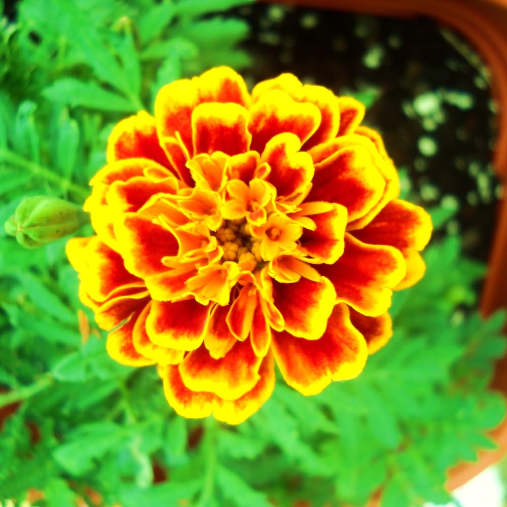 3 Mix Marigold Plants Live, 5 to 8 Inc Live Marigold Flower Plants