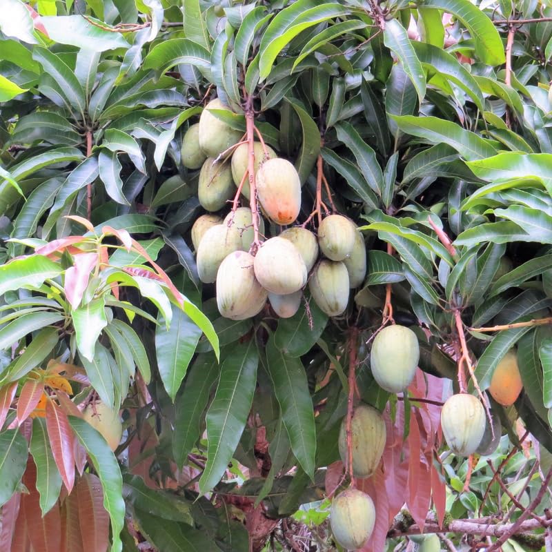 Grafted Mango Trees Live Plants in 3 Gal Pot, Fragrant Mango Fruit Tree from 2 to 3 Feet Tall, Sweet and Fast-Growing, No Ship to CA
