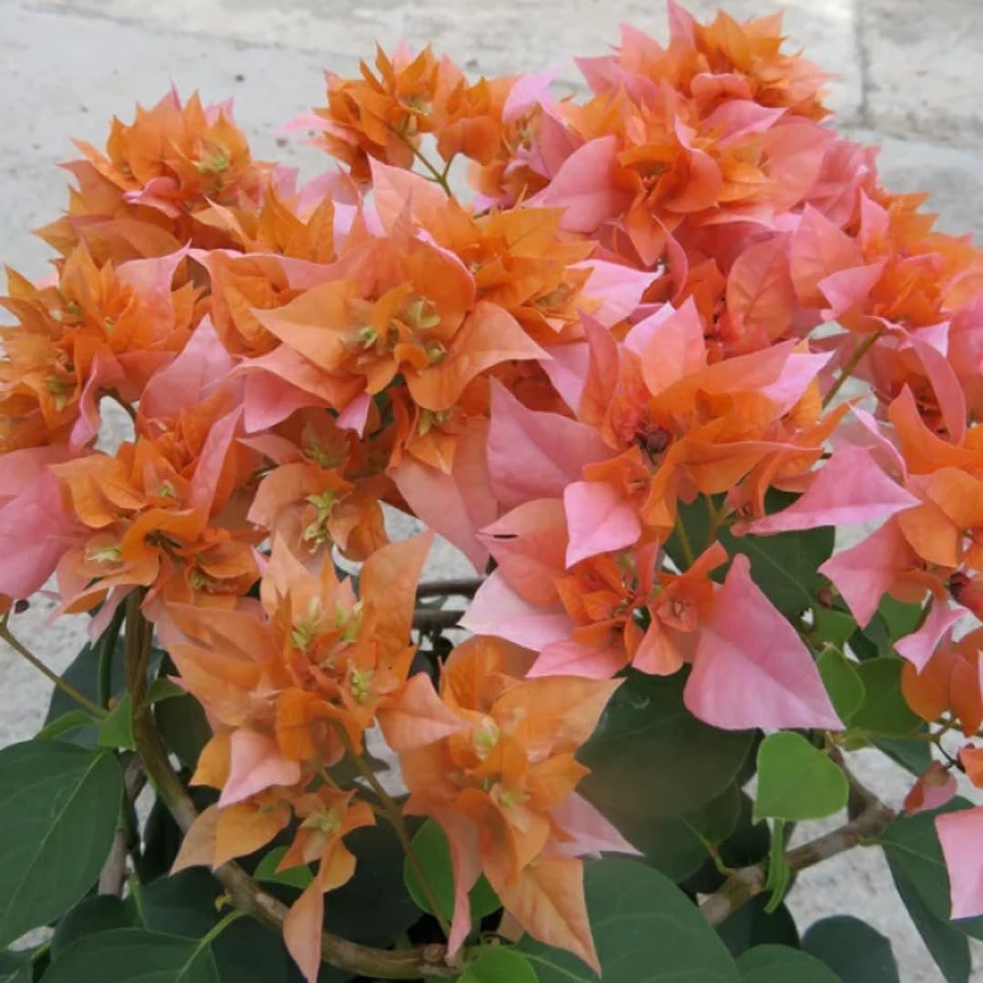 2 Orange Bougainvillea Plants Live, Bougainvillea Flower Plant, 3 to 5 Inc Tall, Live Bougainvillea Vine Plant