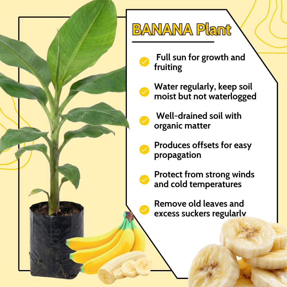 Dwarf Cavendish Banana Live Plant, Cold Hardy Fruit Tree, 1-2 Feet in Gallon Pot, Tropical Fruit for Outdoor Growing, No Ship to CA