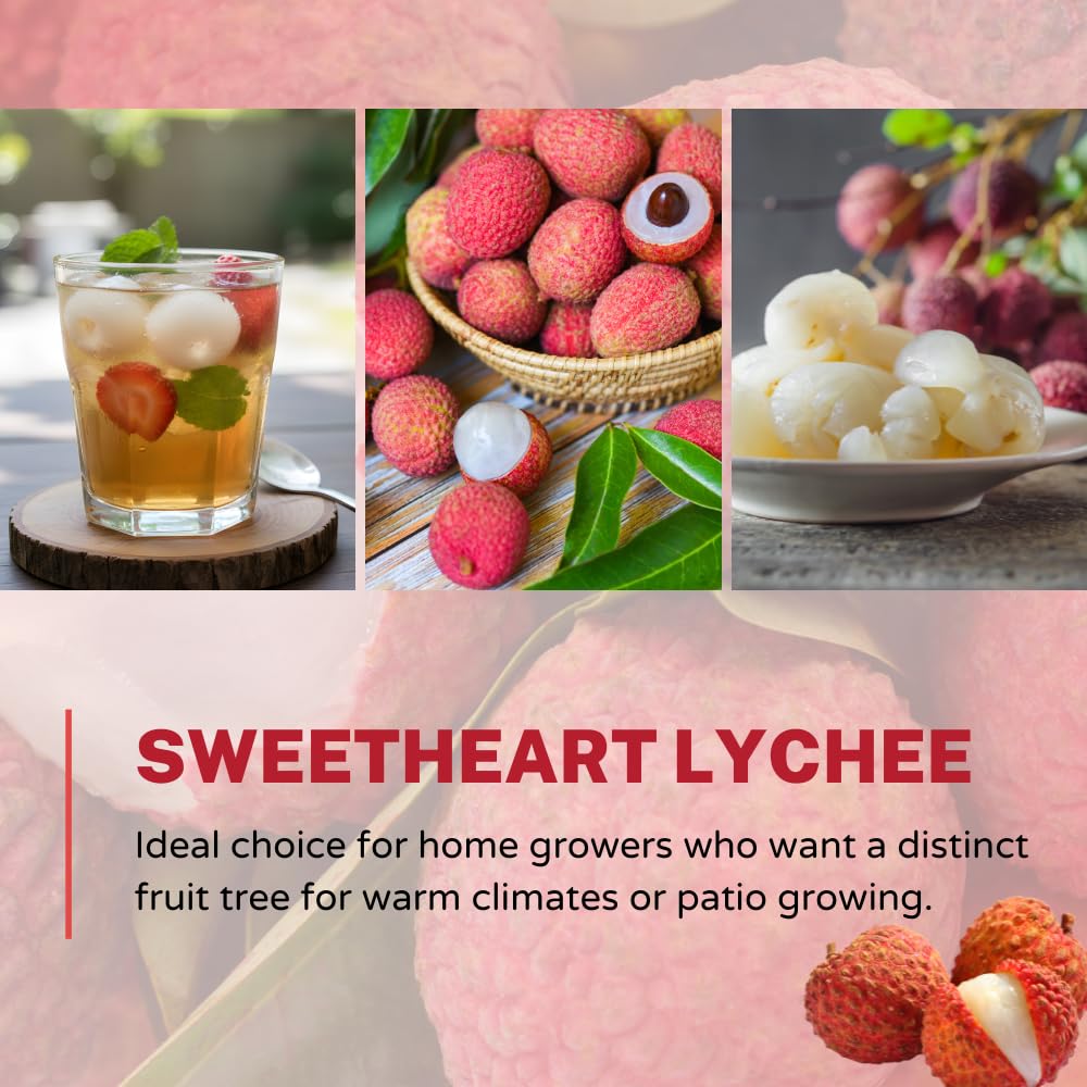 Sweetheart Lychee Tree Live Plant, Lychee Fruit Tree, 3 Gallon Pot, 3-4 Feet Tall, Hardy Litchi Plant Live for Indoor Outdoor Growing, No Ship to CA