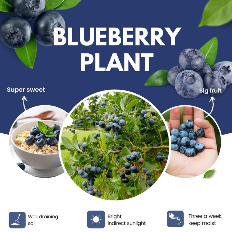 Sets 2 Blueberry Trees Live Plants, Blueberries Bushes, Hardy and High Yield, Seedlings Southern Highbush Blueberry Plants Live for Outdoor Growing, 5-7" Tall (Blue)