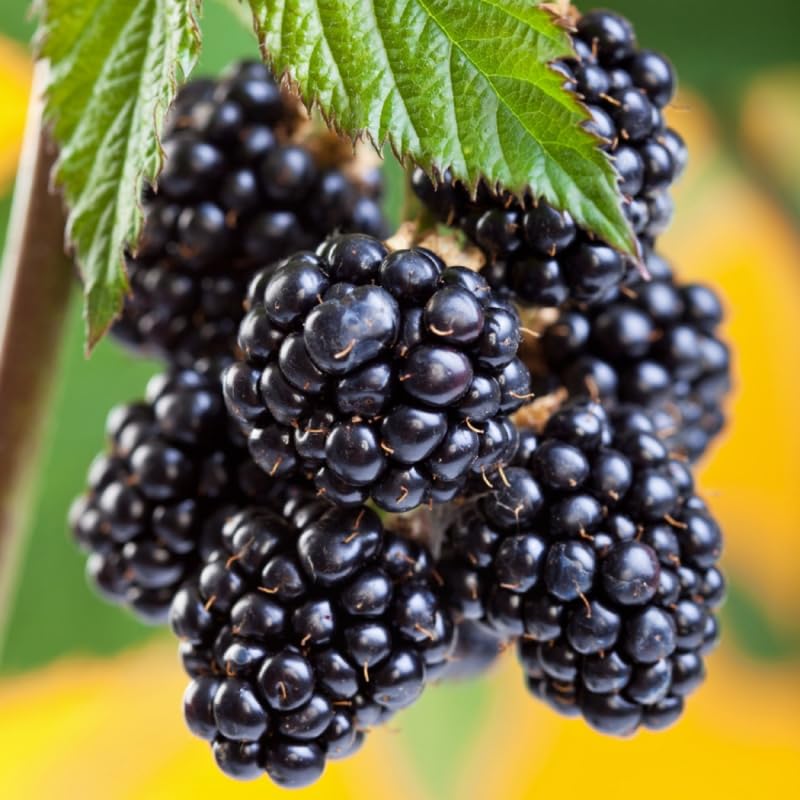 2 Triple Crown Thornless BlackBerry Plants Live for Planting, High Yielding, Sweet Juicy Berries for Your Garden, 4-6" in Tall, Cold Hardy, Dormant in Winter, No Pot