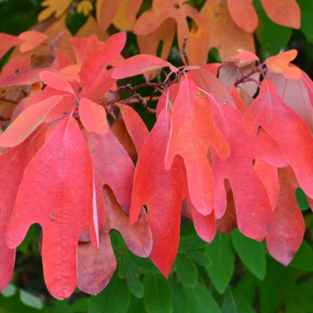 1 Year Old Sassafras Tree Live Plant 1-2 Feet, No Pot, Well-Rooted and Winter Hardy, Common Sassafras Seedlings