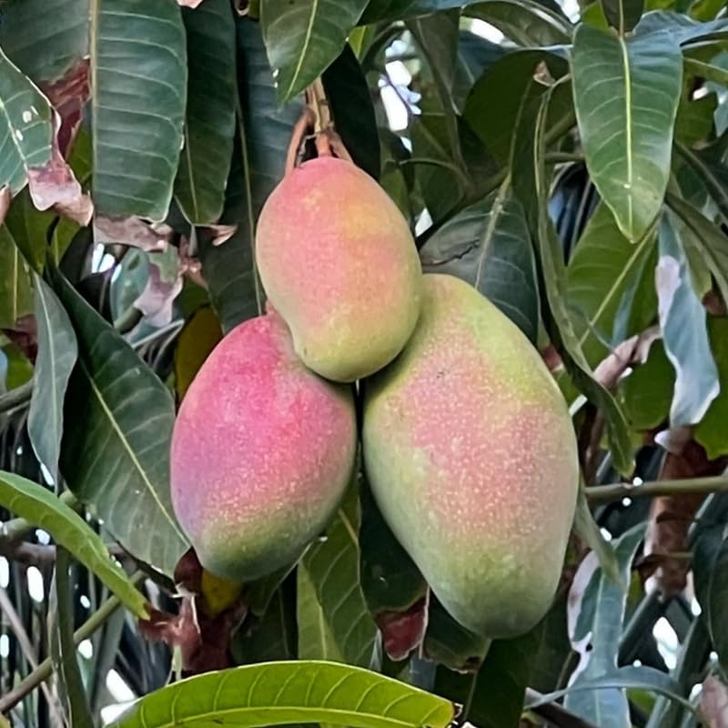 Valencia Mango Tree Live Plant 2.5-3 Ft Tall, Tropical Fruit Tree for Garden Planting, Outdoor Mango Plant in 3 Gallon Pot, No Ship to CA