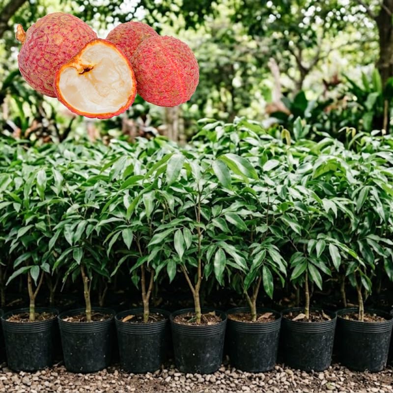 Airlayered Lychee Live Plant, Red Litchi Tree from 2 to 3 Feet Height, Sweet Tropical Fruit Plant for Edible Garden, 3 Gallon Container, No Ship to CA
