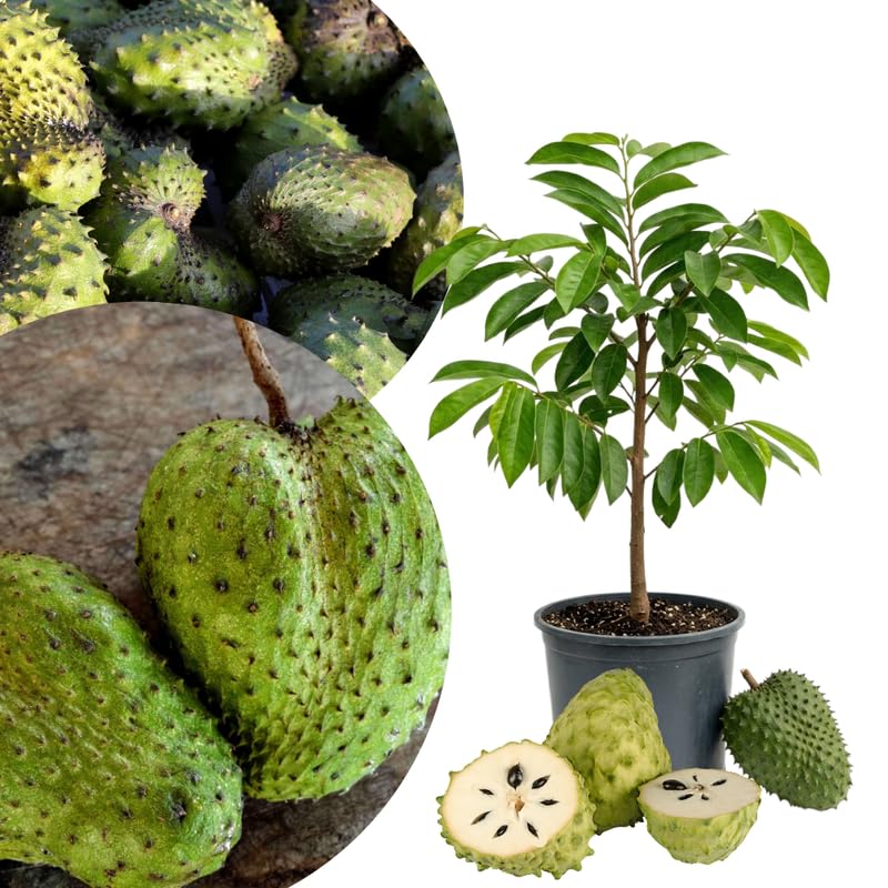 Live Soursop Tree Plant, Guanabana Soursop Tree, Hardy Tropical Plant, 2-3' in Height in 3 Gallon Pot for Growing, No Ship to CA