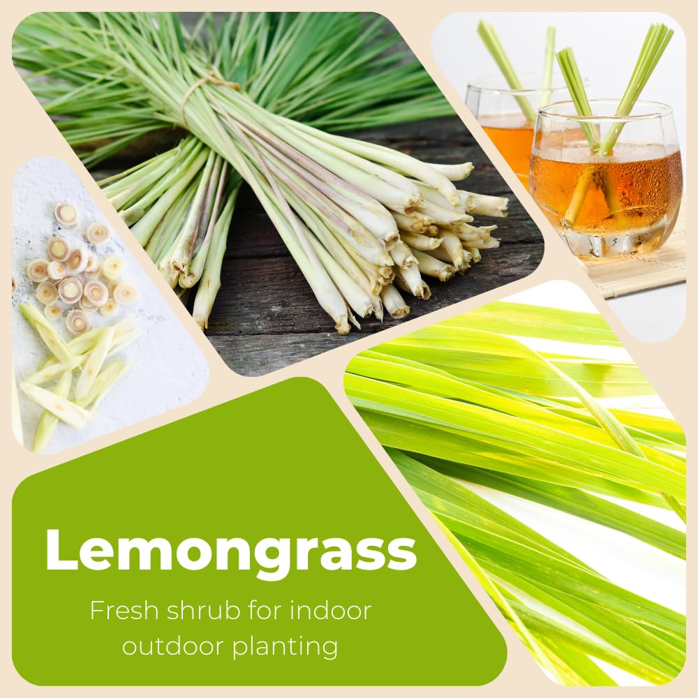 Set 5 Lemongrass Plant Live in 1 Gal Pot, Lemon Grass Fast Growing, Fragrant Herb Shrub for Indoor Outdoor Planting