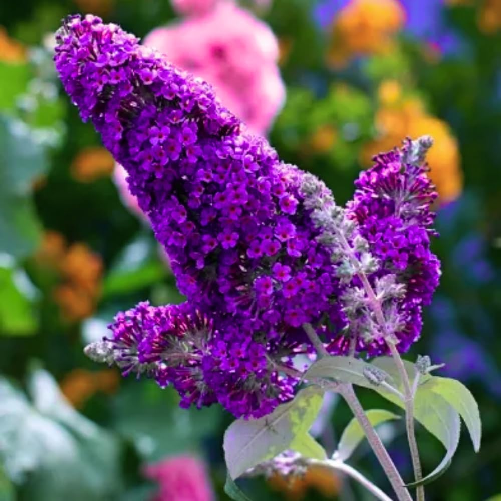 Butterfly Bush Live Plant 4-8 Inches, Fragrant Butterfly Bush Flowering Shrub Well Rooted, Outdoor Garden Planting (Deep Purple)
