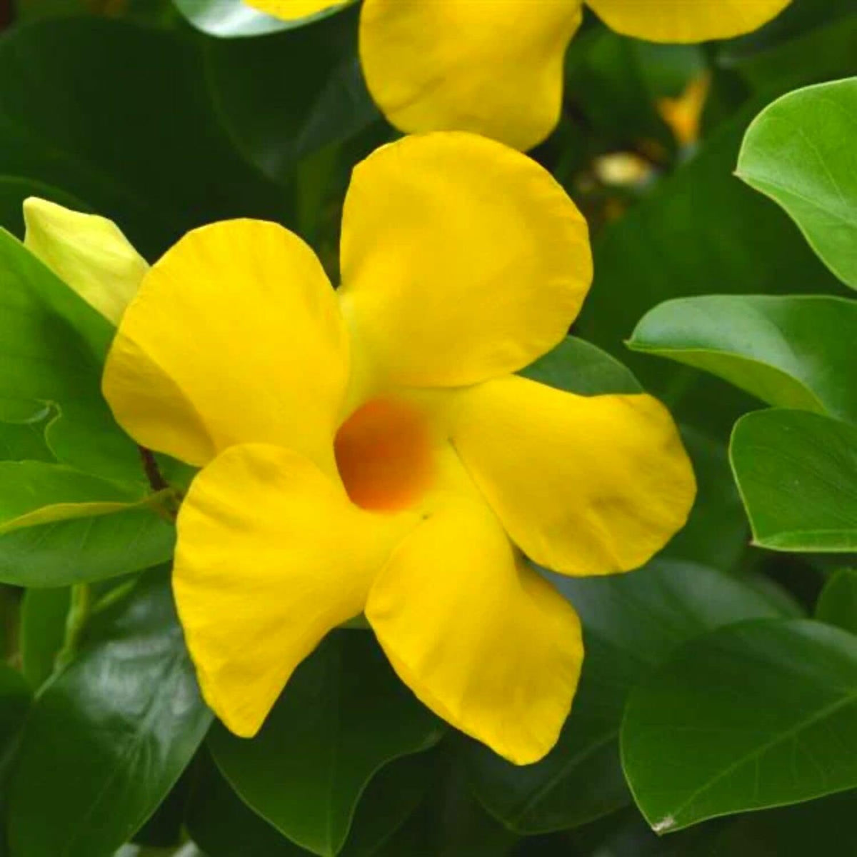 2 Mandevilla Live Plant Vine, Mandevilla Plants Live 5 to 8 Inc Tall Plant Growing Perennial Flowers (Yellow)